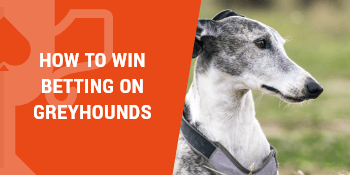 how to win betting on greyhounds